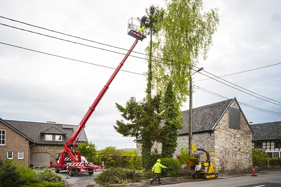 Power Line Tree Clearing