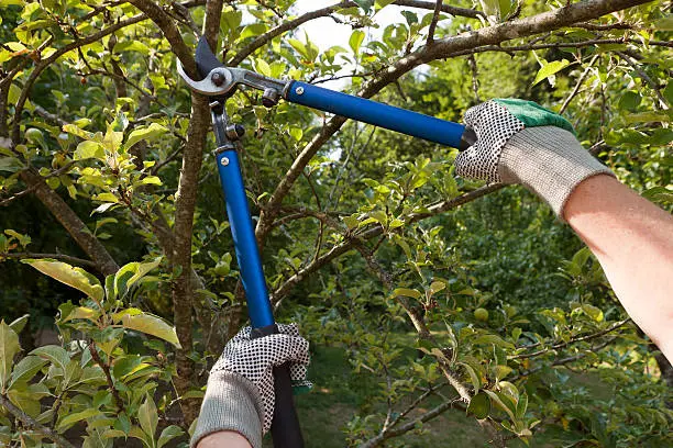 Affordable Tree Pruning Service in Olathe, KS Affordable Tree Pruning Service in Olathe, KS