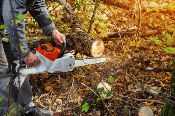 Dependable Tree Removal Services in Olathe, KS