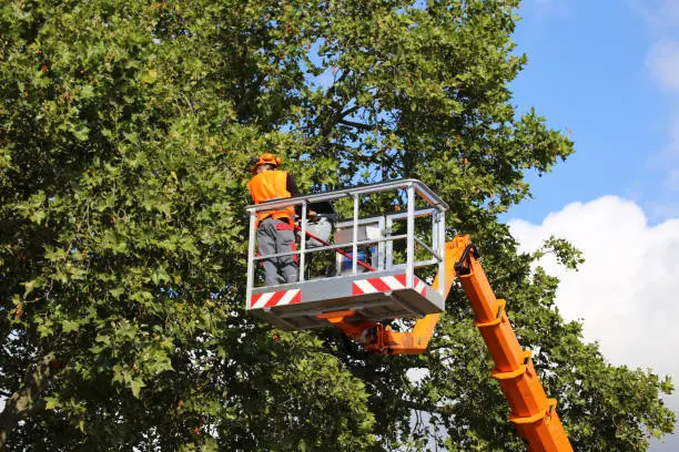 Dependable Tree Trimming Services in Olathe, KS Dependable Tree Trimming Services in Olathe, KS