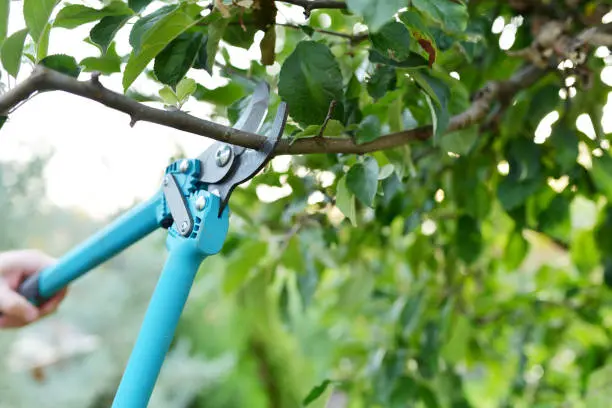 Tree Pruning Service in Olathe, KS Tree Pruning Service in Olathe, KS