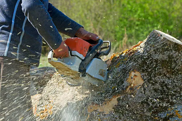 Tree Removal Services Olathe, KS