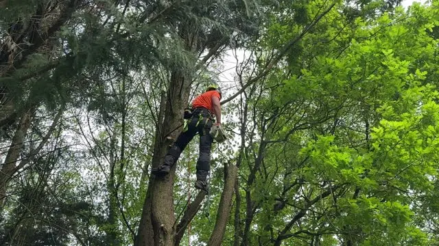 Tree Trimming Services Olathe, KS Tree Trimming Services Olathe, KS